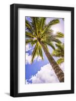 Palm Tree in Titikaveka, Rarotonga, Cook Islands, South Pacific Ocean, Pacific-Matthew Williams-Ellis-Framed Photographic Print