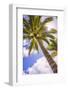 Palm Tree in Titikaveka, Rarotonga, Cook Islands, South Pacific Ocean, Pacific-Matthew Williams-Ellis-Framed Photographic Print