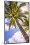 Palm Tree in Titikaveka, Rarotonga, Cook Islands, South Pacific Ocean, Pacific-Matthew Williams-Ellis-Mounted Photographic Print