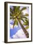 Palm Tree in Titikaveka, Rarotonga, Cook Islands, South Pacific Ocean, Pacific-Matthew Williams-Ellis-Framed Photographic Print