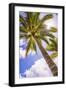 Palm Tree in Titikaveka, Rarotonga, Cook Islands, South Pacific Ocean, Pacific-Matthew Williams-Ellis-Framed Photographic Print