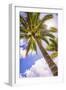 Palm Tree in Titikaveka, Rarotonga, Cook Islands, South Pacific Ocean, Pacific-Matthew Williams-Ellis-Framed Photographic Print