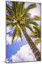 Palm Tree in Titikaveka, Rarotonga, Cook Islands, South Pacific Ocean, Pacific-Matthew Williams-Ellis-Mounted Photographic Print