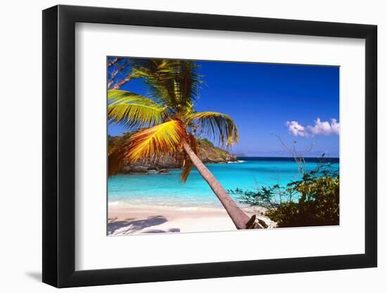 Palm Tree in Trunk Bay, St John, USVI-George Oze-Framed Photographic Print