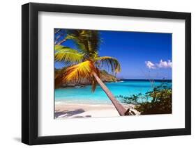 Palm Tree in Trunk Bay, St John, USVI-George Oze-Framed Photographic Print