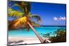 Palm Tree in Trunk Bay, St John, USVI-George Oze-Mounted Photographic Print