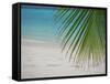 Palm Tree Leaf and Tropical Beach, Maldives, Indian Ocean-Papadopoulos Sakis-Framed Stretched Canvas