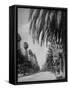 Palm Tree-Lined Street in Beverly Hills-Alfred Eisenstaedt-Framed Stretched Canvas