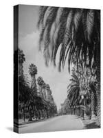 Palm Tree-Lined Street in Beverly Hills-Alfred Eisenstaedt-Stretched Canvas