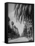 Palm Tree-Lined Street in Beverly Hills-Alfred Eisenstaedt-Framed Stretched Canvas