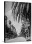 Palm Tree-Lined Street in Beverly Hills-Alfred Eisenstaedt-Stretched Canvas
