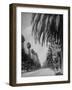 Palm Tree-Lined Street in Beverly Hills-Alfred Eisenstaedt-Framed Photographic Print