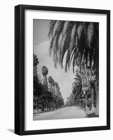 Palm Tree-Lined Street in Beverly Hills-Alfred Eisenstaedt-Framed Photographic Print