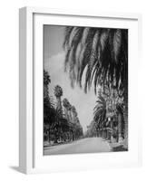 Palm Tree-Lined Street in Beverly Hills-Alfred Eisenstaedt-Framed Photographic Print