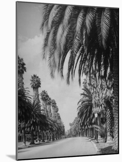 Palm Tree-Lined Street in Beverly Hills-Alfred Eisenstaedt-Mounted Photographic Print