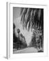 Palm Tree-Lined Street in Beverly Hills-Alfred Eisenstaedt-Framed Photographic Print