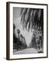 Palm Tree-Lined Street in Beverly Hills-Alfred Eisenstaedt-Framed Photographic Print