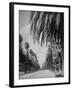 Palm Tree-Lined Street in Beverly Hills-Alfred Eisenstaedt-Framed Photographic Print