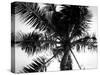 Palm Tree Looking Up III-Debra Van Swearingen-Stretched Canvas