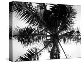 Palm Tree Looking Up III-Debra Van Swearingen-Stretched Canvas