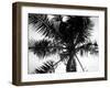 Palm Tree Looking Up III-Debra Van Swearingen-Framed Art Print