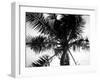 Palm Tree Looking Up III-Debra Van Swearingen-Framed Art Print