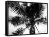 Palm Tree Looking Up III-Debra Van Swearingen-Framed Stretched Canvas