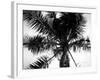 Palm Tree Looking Up III-Debra Van Swearingen-Framed Art Print