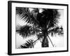 Palm Tree Looking Up III-Debra Van Swearingen-Framed Art Print