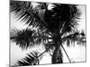 Palm Tree Looking Up III-Debra Van Swearingen-Mounted Art Print