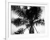 Palm Tree Looking Up III-Debra Van Swearingen-Framed Art Print