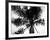 Palm Tree Looking Up III-Debra Van Swearingen-Framed Art Print