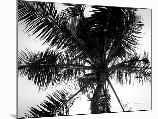 Palm Tree Looking Up III-Debra Van Swearingen-Mounted Art Print