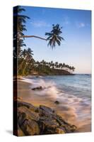 Palm Tree, Mirissa Beach, South Coast of Sri Lanka, Sri Lanka, Asia-Matthew Williams-Ellis-Stretched Canvas