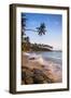 Palm Tree, Mirissa Beach, South Coast of Sri Lanka, Sri Lanka, Asia-Matthew Williams-Ellis-Framed Photographic Print