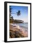 Palm Tree, Mirissa Beach, South Coast of Sri Lanka, Sri Lanka, Asia-Matthew Williams-Ellis-Framed Photographic Print