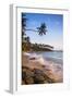 Palm Tree, Mirissa Beach, South Coast of Sri Lanka, Sri Lanka, Asia-Matthew Williams-Ellis-Framed Photographic Print