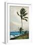 Palm Tree, Nassau, 1898-Winslow Homer-Framed Giclee Print