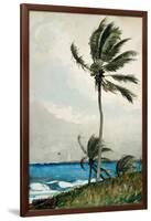 Palm Tree, Nassau, 1898-Winslow Homer-Framed Giclee Print