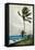 Palm Tree, Nassau, 1898-Winslow Homer-Framed Stretched Canvas