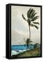 Palm Tree, Nassau, 1898-Winslow Homer-Framed Stretched Canvas