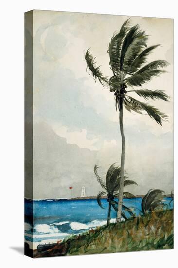 Palm Tree, Nassau, 1898-Winslow Homer-Stretched Canvas