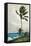 Palm Tree, Nassau, 1898-Winslow Homer-Framed Stretched Canvas