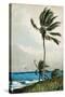 Palm Tree, Nassau, 1898-Winslow Homer-Stretched Canvas