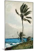 Palm Tree, Nassau, 1898-Winslow Homer-Mounted Giclee Print