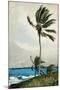 Palm Tree, Nassau, 1898-Winslow Homer-Mounted Giclee Print
