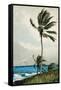 Palm Tree, Nassau, 1898-Winslow Homer-Framed Stretched Canvas