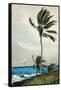 Palm Tree, Nassau, 1898-Winslow Homer-Framed Stretched Canvas