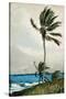 Palm Tree, Nassau, 1898-Winslow Homer-Stretched Canvas