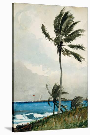 Palm Tree, Nassau, 1898-Winslow Homer-Stretched Canvas